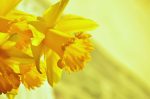daffodils-1257105