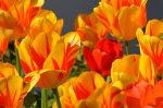 tulips-1261142